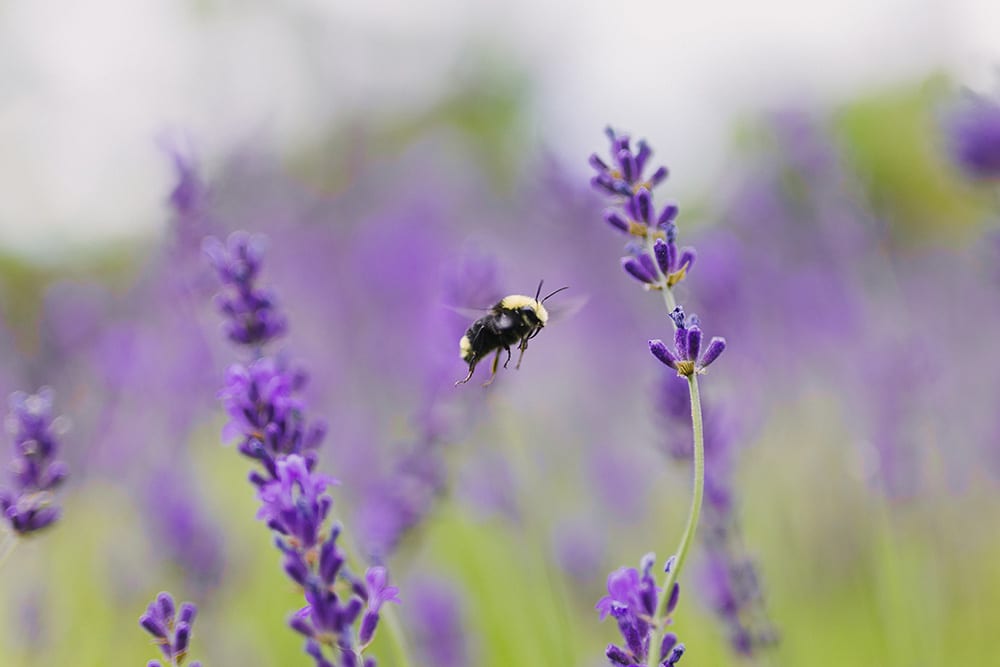 a pollinating bee in Oregon flies through a flowering field a pollinating bee in Oregon flies through a flowering field