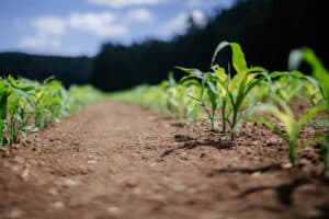 stock corn field a corn field begins to grow